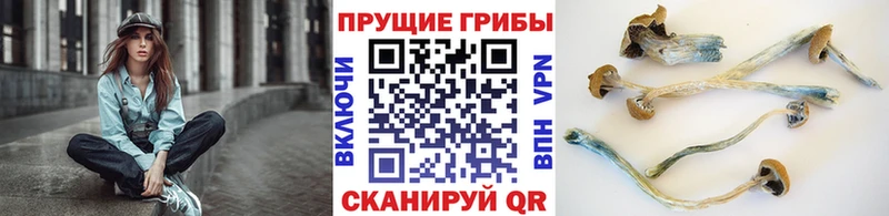Купить  Верхнеуральск  Галлюциногенные грибы Psilocybe 